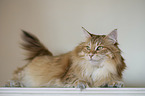 Norwegian Forest Cat