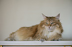 Norwegian Forest Cat