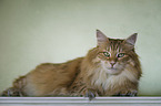 Norwegian Forest Cat