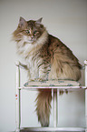 Norwegian Forest Cat