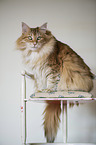 Norwegian Forest Cat