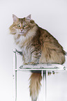 Norwegian Forest Cat
