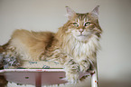 Norwegian Forest Cat