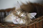 Norwegian Forest Cat