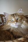 Norwegian Forest Cat