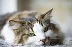 Norwegian Forest Cat