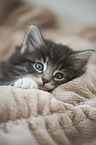 Norwegian Forest Cat