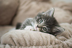 Norwegian Forest Cat