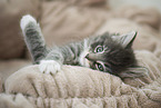 Norwegian Forest Cat