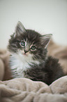 Norwegian Forest Cat