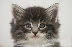 Norwegian Forest Cat