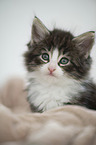 Norwegian Forest Cat