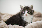 Norwegian Forest Cat