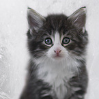 Norwegian Forest Cat