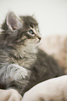 Norwegian Forest Cat