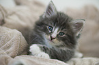 Norwegian Forest Cat