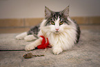 Norwegian Forest Cat