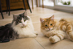 Norwegian Forest Cat