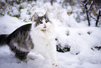 Norwegian Forest Cat