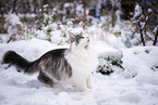 Norwegian Forest Cat
