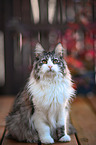 Norwegian Forest Cat