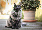 Norwegian Forest Cat