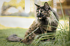 Norwegian Forest Cat
