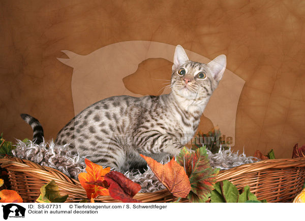 Ocicat in Herbstdeko / Ocicat in autumnal decoration / SS-07731