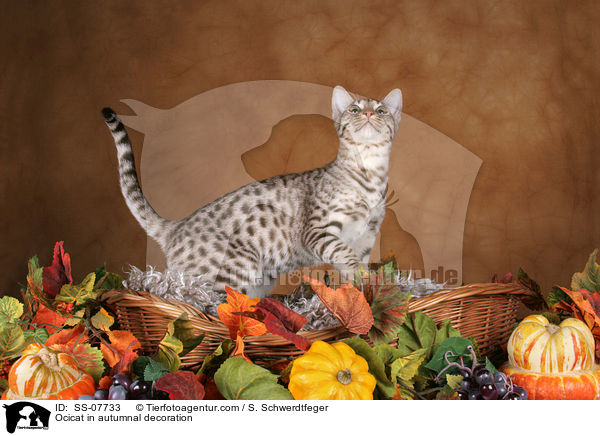 Ocicat in Herbstdeko / Ocicat in autumnal decoration / SS-07733