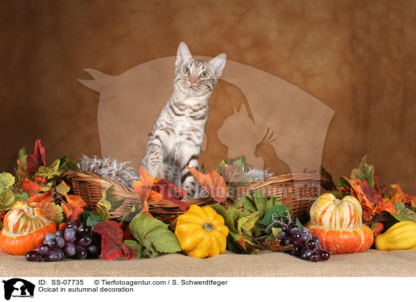 Ocicat in autumnal decoration / SS-07735