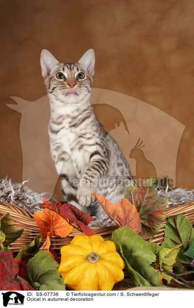 Ocicat in autumnal decoration / SS-07736