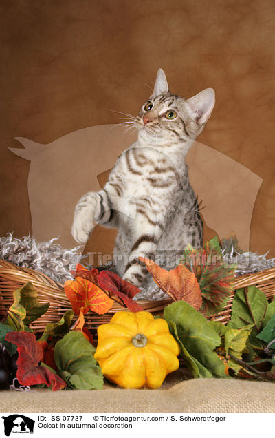 Ocicat in autumnal decoration / SS-07737