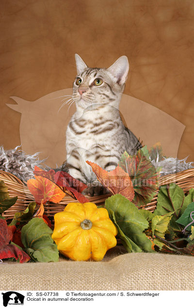 Ocicat in autumnal decoration / SS-07738