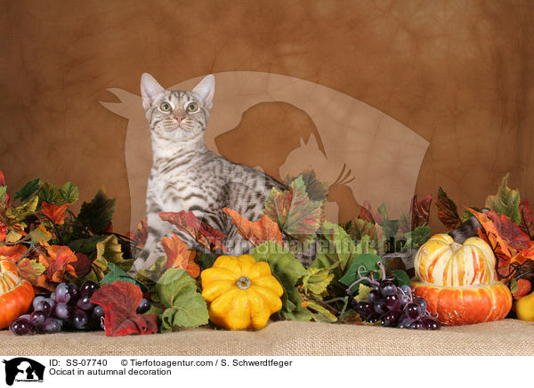 Ocicat in autumnal decoration / SS-07740