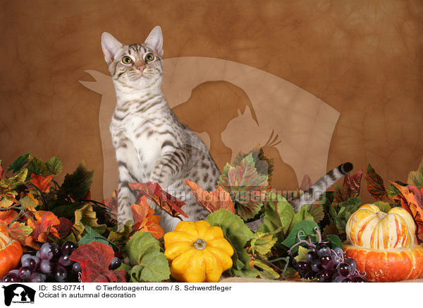 Ocicat in autumnal decoration / SS-07741