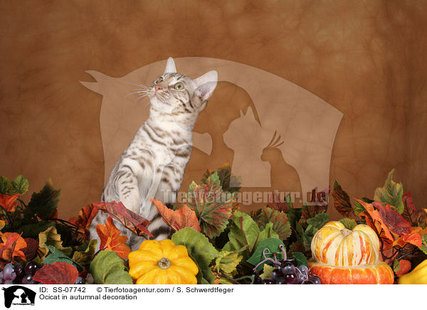 Ocicat in autumnal decoration / SS-07742
