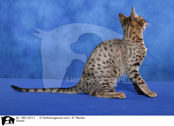 Ocicat / Ocicat / RR-12211