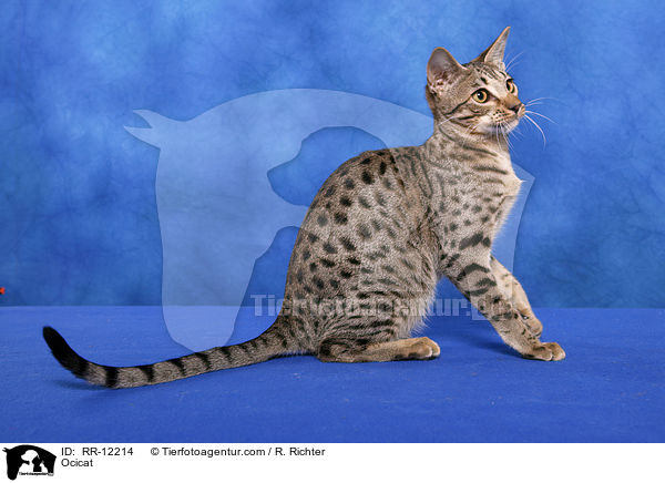 Ocicat / RR-12214