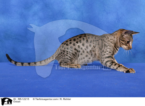 Ocicat / Ocicat / RR-12215