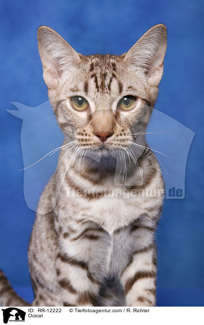 Ocicat / Ocicat / RR-12222
