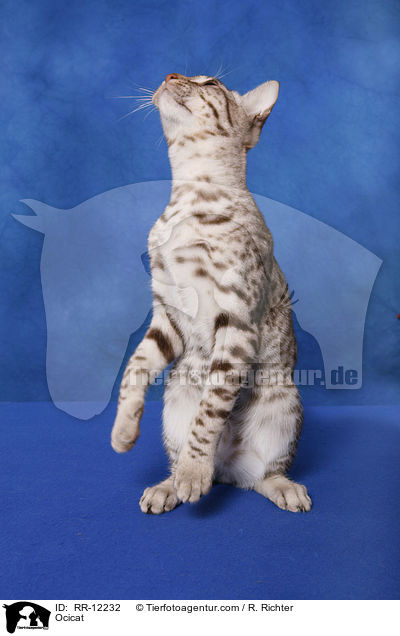 Ocicat / Ocicat / RR-12232