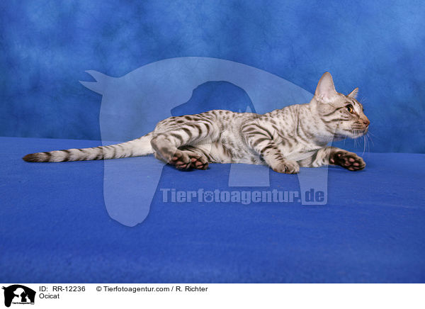Ocicat / Ocicat / RR-12236