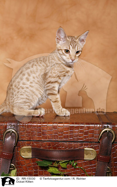 Ocicat Kitten / Ocicat Kitten / RR-15030