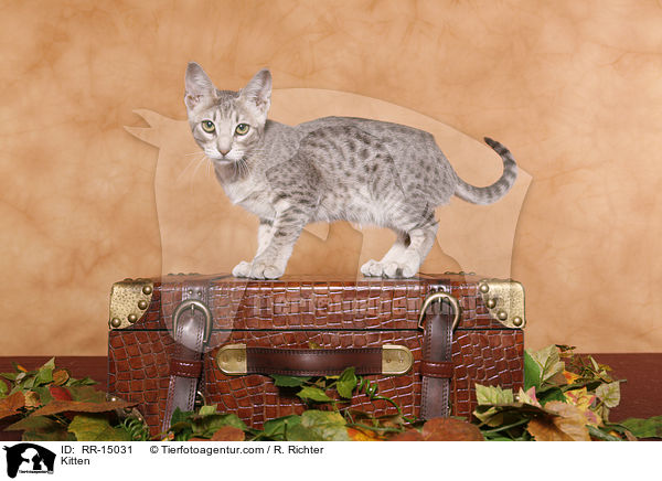 Ocicat Ktzchen / Kitten / RR-15031