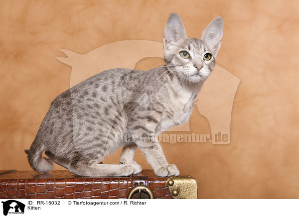 Ocicat Ktzchen / Kitten / RR-15032
