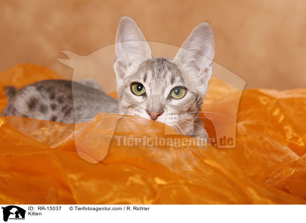 Ocicat Ktzchen / Kitten / RR-15037