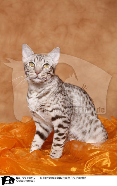 Ocicat Kater / Ocicat tomcat / RR-15040