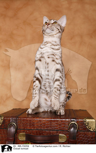 Ocicat Kater / Ocicat tomcat / RR-15059