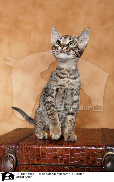 Ocicat Ktzchen / Ocicat Kitten / RR-15065