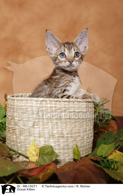 Ocicat Ktzchen / Ocicat Kitten / RR-15071